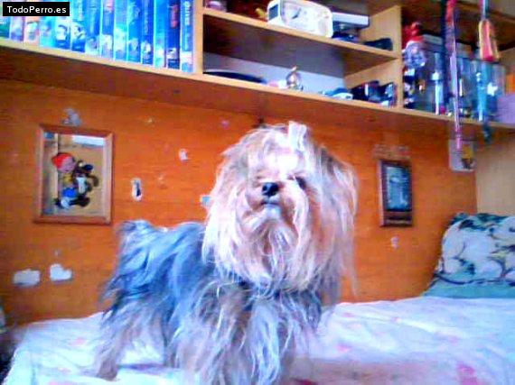 La foto del perro