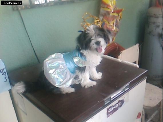 La foto del perro