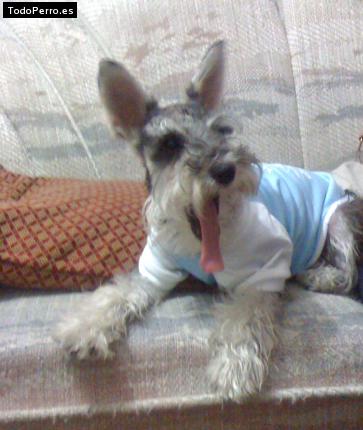 La foto del perro