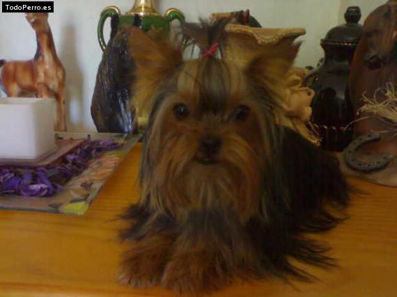 La foto del perro