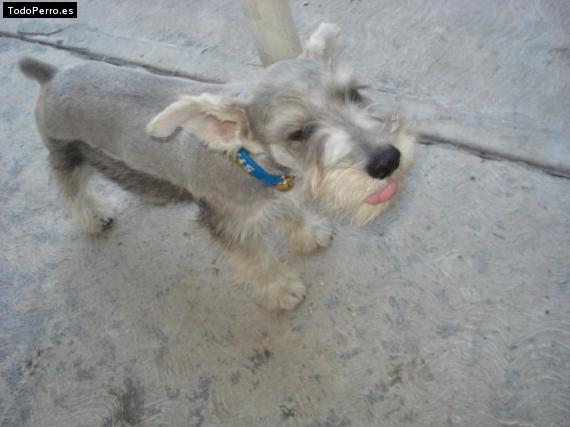 La foto del perro