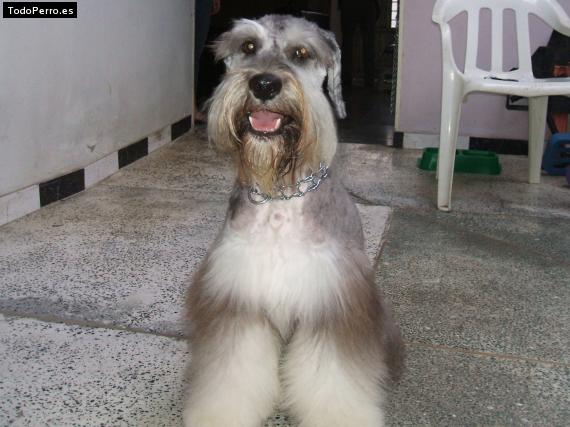 La foto del perro