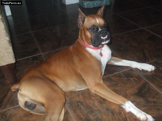 La foto del perro