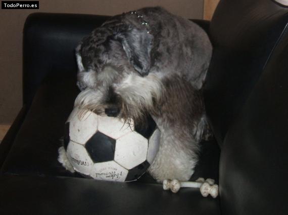 La foto del perro