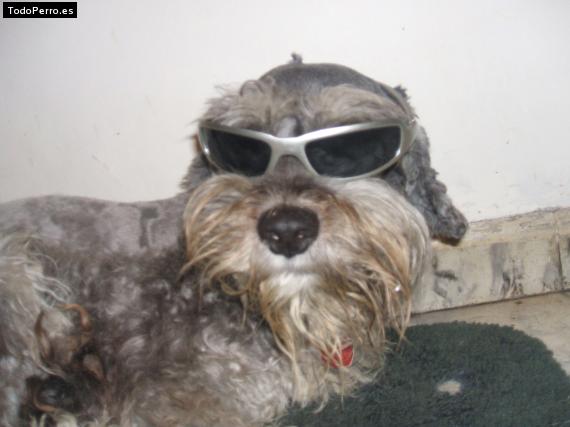 La foto del perro