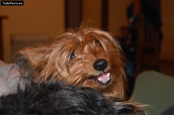 La foto del perro