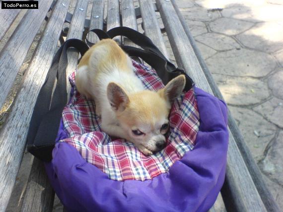 La foto del perro
