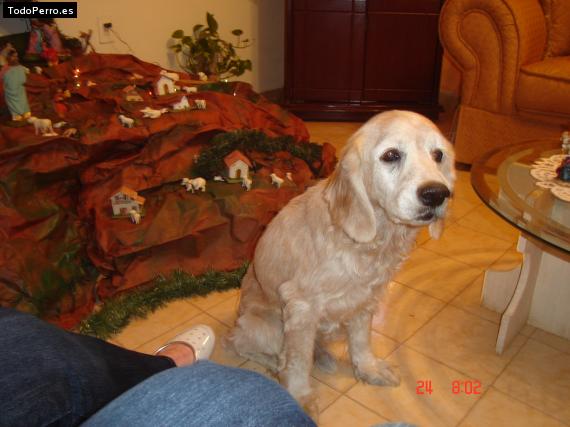 La foto del perro