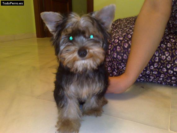 La foto del perro