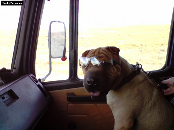 La foto del perro
