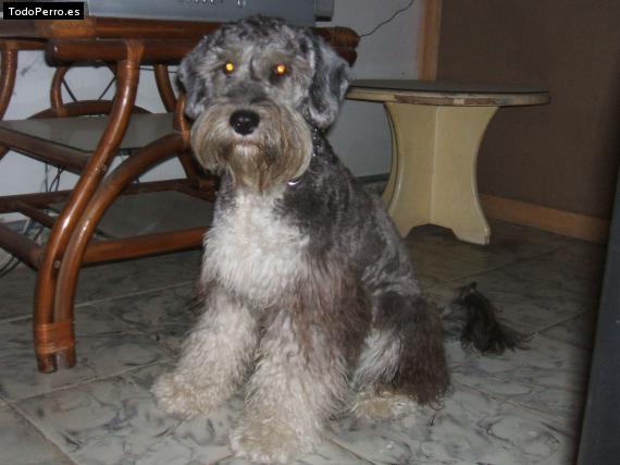 La foto del perro