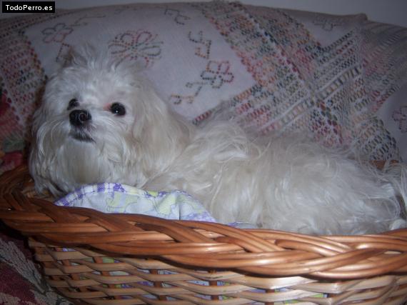 La foto del perro