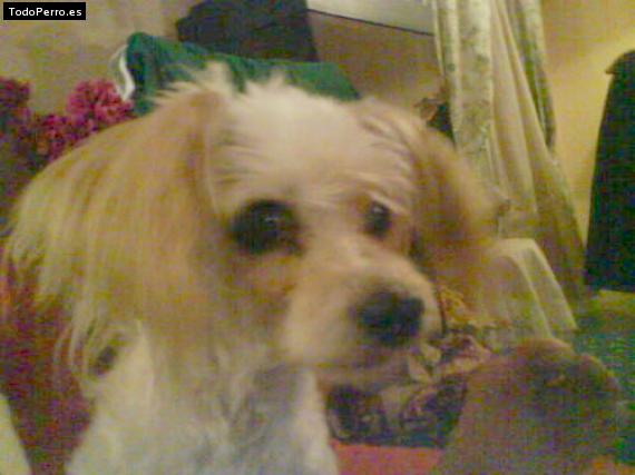 La foto del perro
