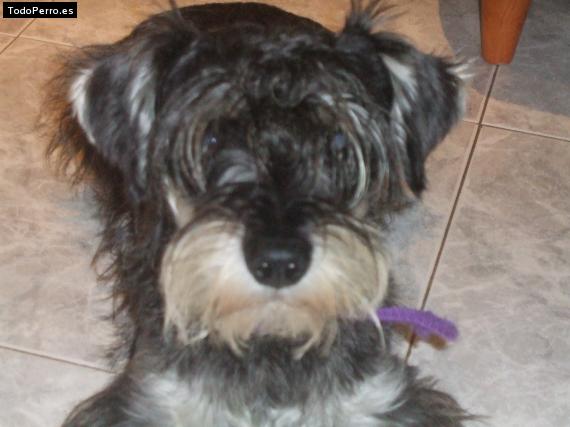 La foto del perro