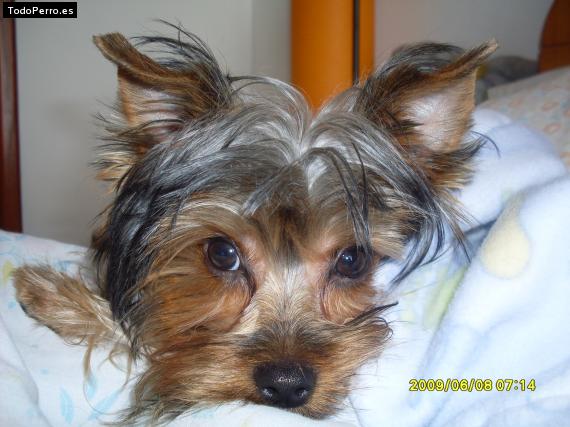 La foto del perro