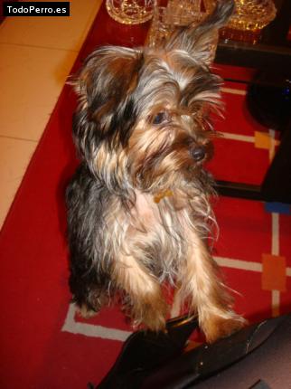 La foto del perro