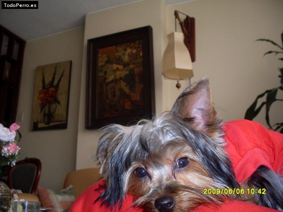 La foto del perro