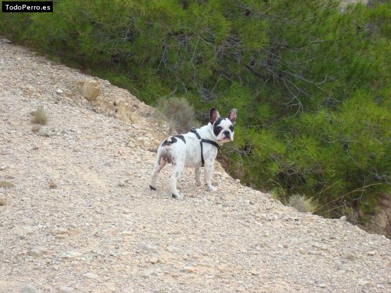 La foto del perro