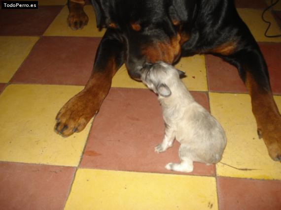 La foto del perro