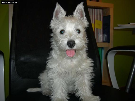 La foto del perro