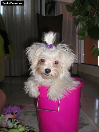 La foto del perro