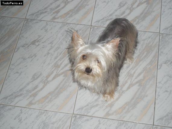 La foto del perro