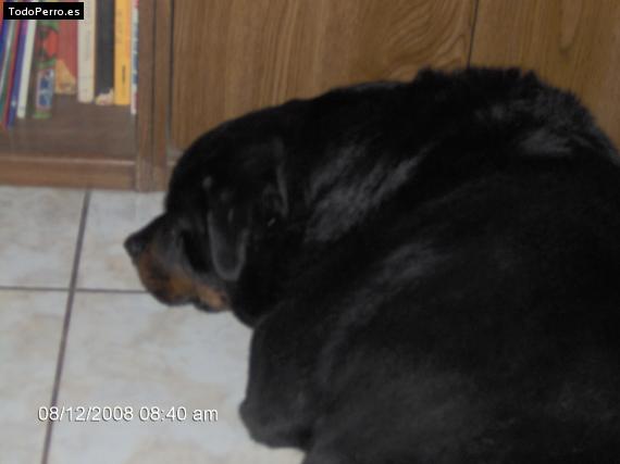 La foto del perro