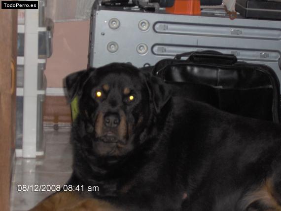 La foto del perro