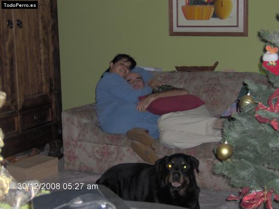 La foto del perro