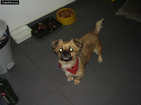 La foto del perro