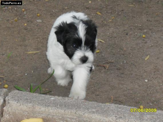 Foto del perro Henry