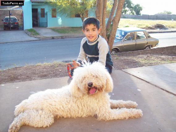La foto del perro