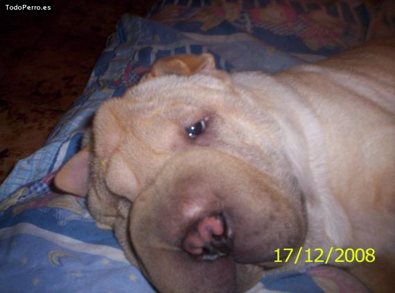 La foto del perro