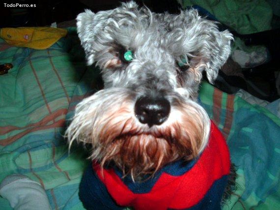 La foto del perro