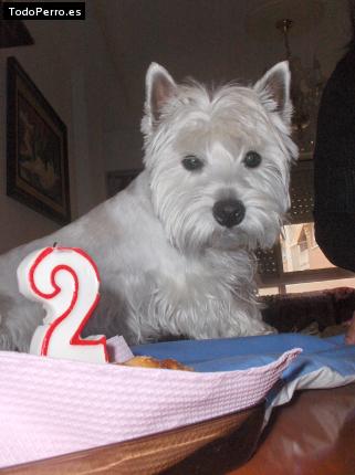 La foto del perro