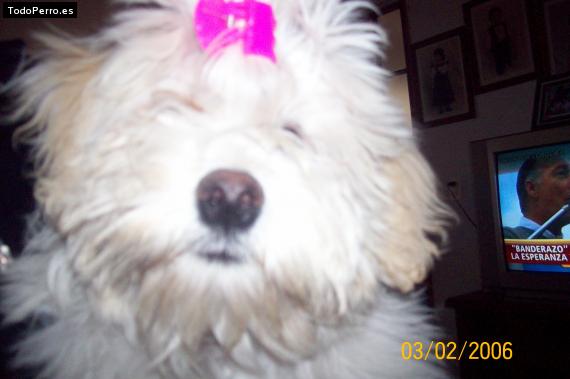 La foto del perro