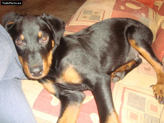 La foto del perro
