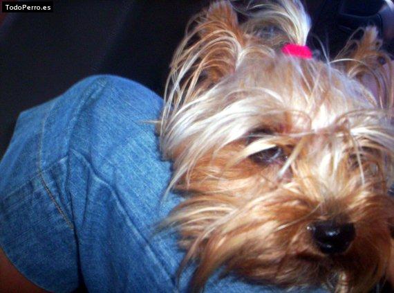 La foto del perro