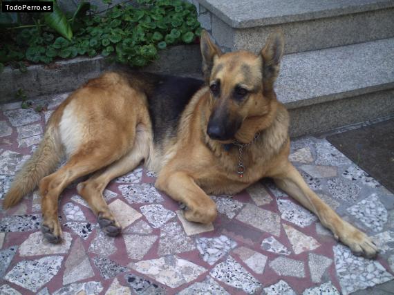 La foto del perro