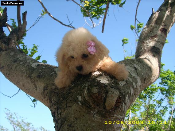 Foto del perro Candy