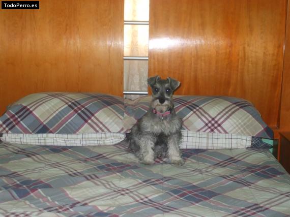 La foto del perro