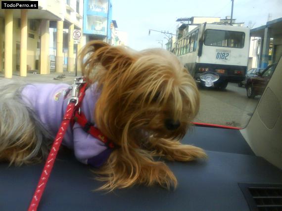 La foto del perro