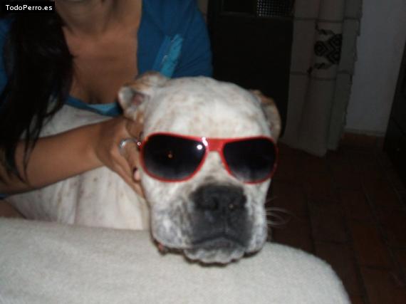 La foto del perro