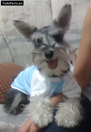 La foto del perro
