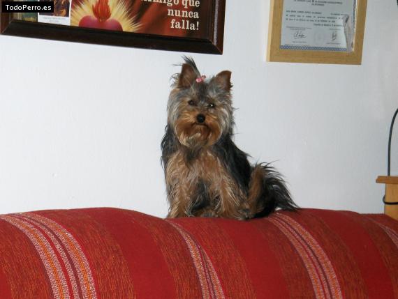 La foto del perro