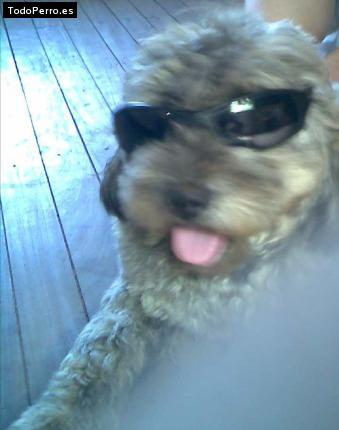 La foto del perro