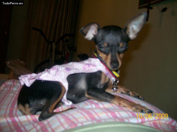 La foto del perro