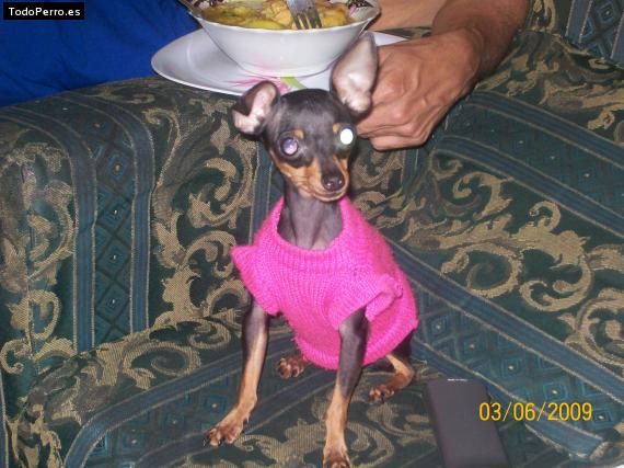 La foto del perro