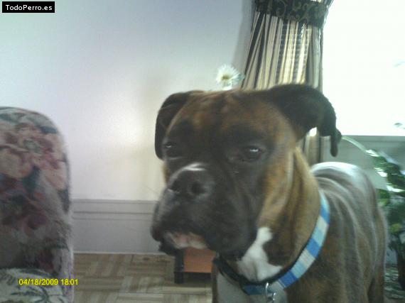 La foto del perro