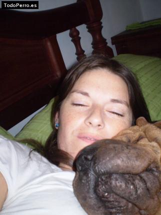 La foto del perro